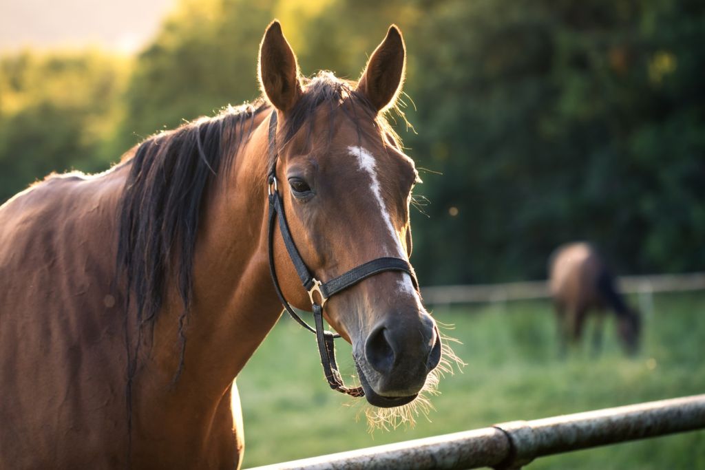 hest