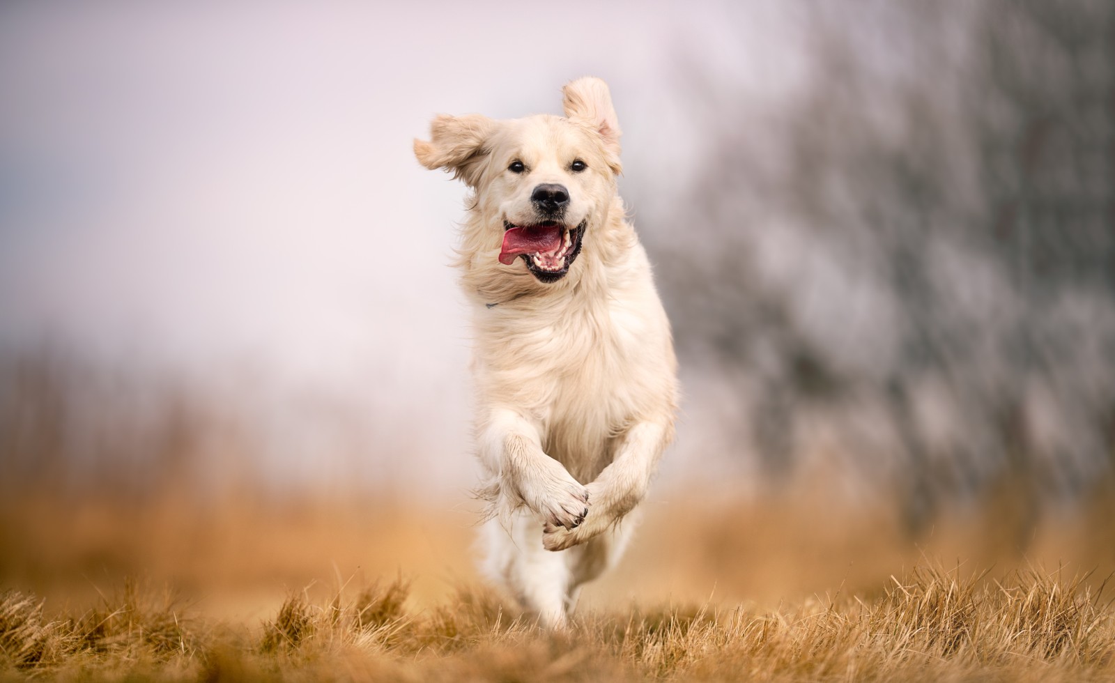 hund (1)