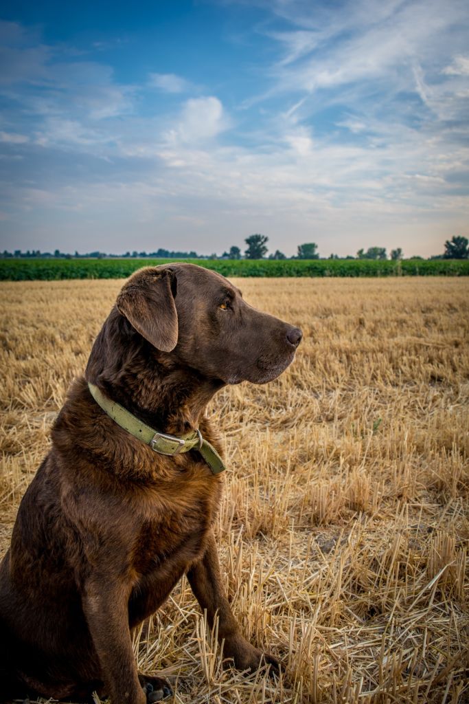 hund (2)