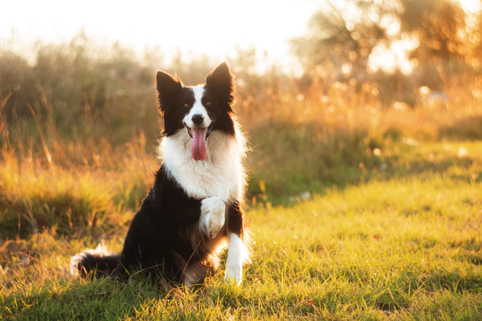 hund (3)