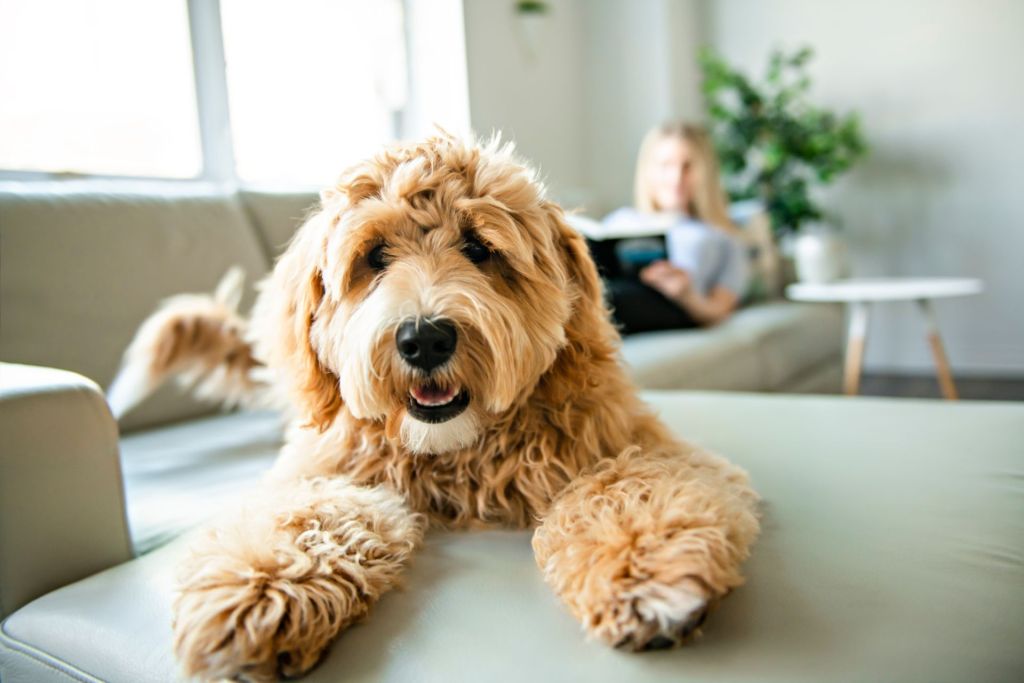 hund